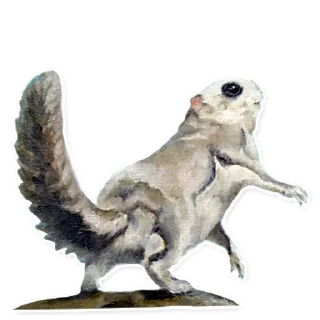 🐿