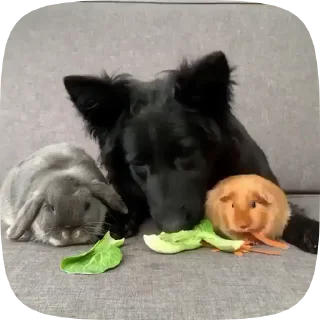 🐶