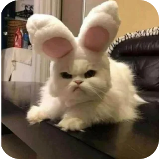 😾