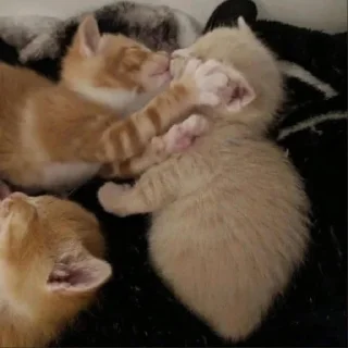 🤍