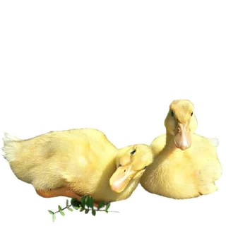 🦆