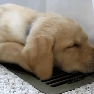 🐕
