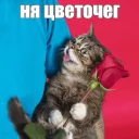 🌸