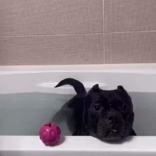 🐩