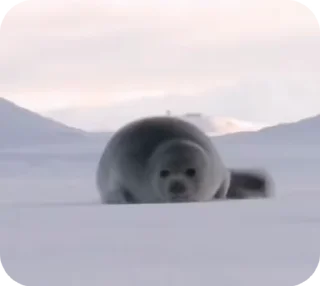 🦭