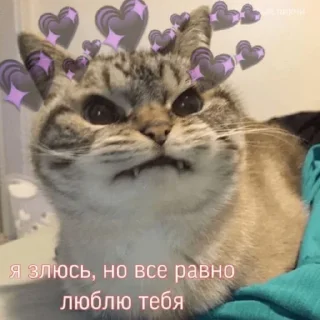 😾