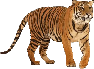 🐅