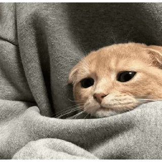 🐱