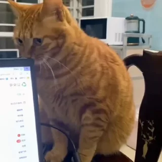🐈