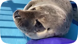 😴