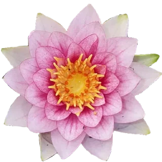 🌸