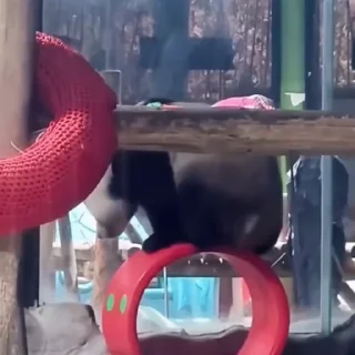 🐼