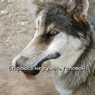🥴