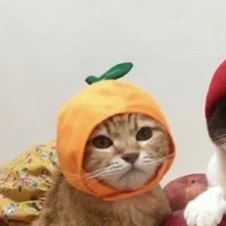 🍊