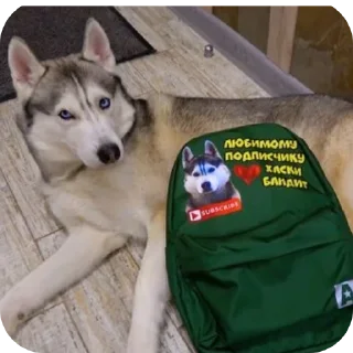 🐶