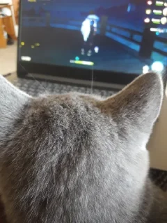 🐰