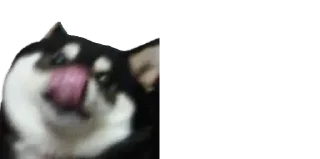 🐈