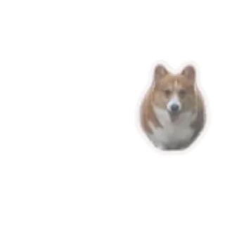 🐶