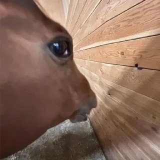 🤪