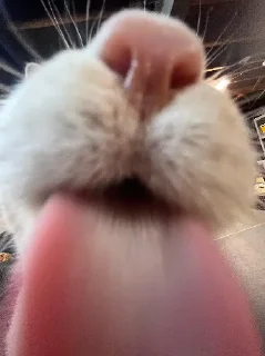 👅