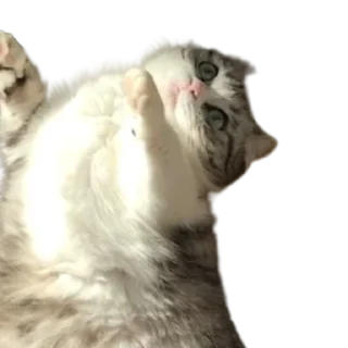 😺