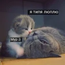 🐱