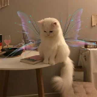 🐈
