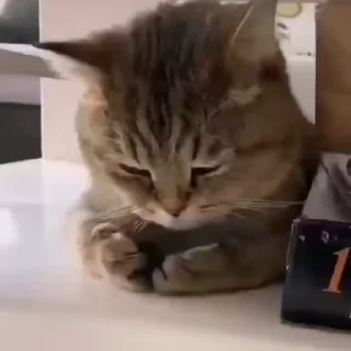 🙈