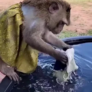 🙉