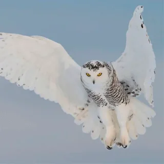 🦅