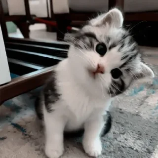 😼