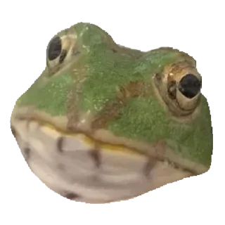 🐸