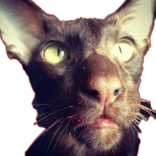 😺