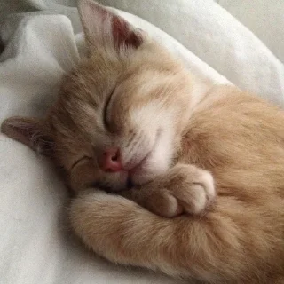 😴