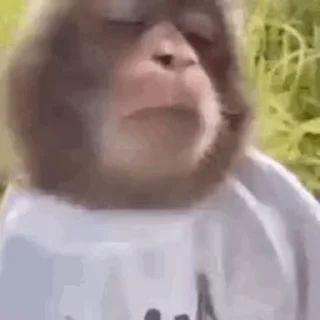 🐒