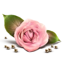 🌹