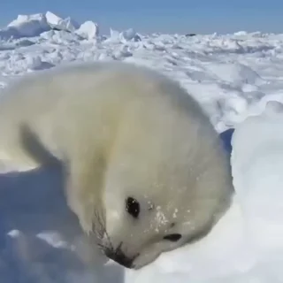 🦭