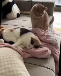 🌟