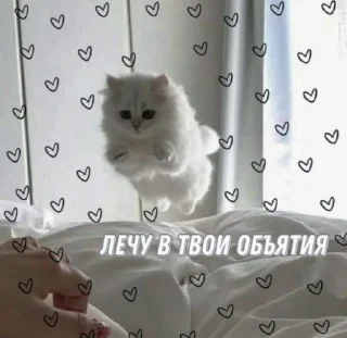 🕊