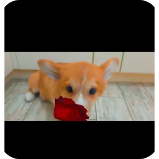 🐶