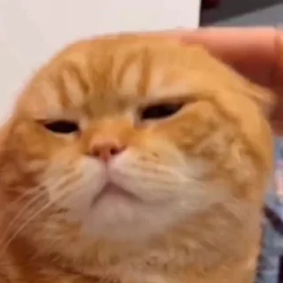🤩