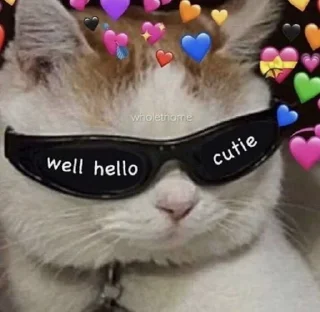 🐱
