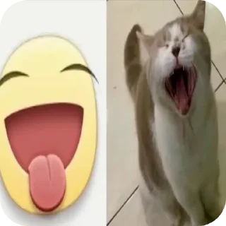 🐱