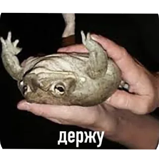 ✋