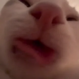 😻