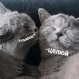 🐈