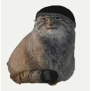 🐱