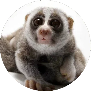 Lemur @stickersb2b