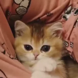 🤪