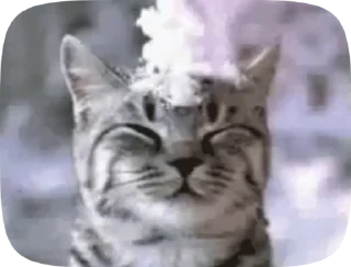 😺